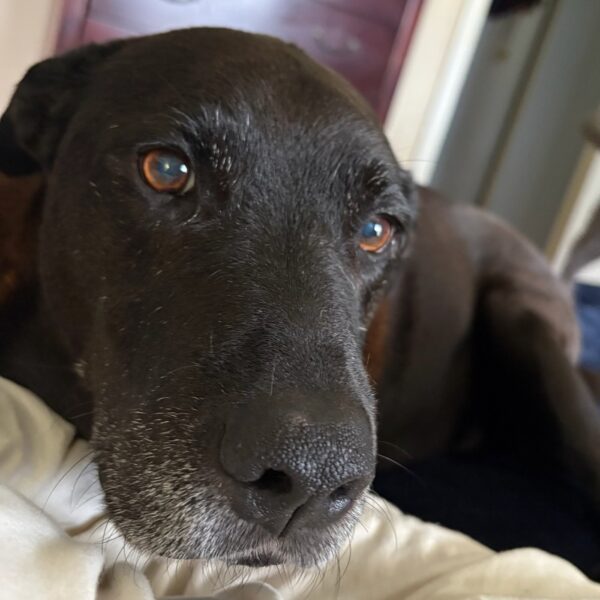 AFTER THE SHOW PODCAST: Sam’s dog, Gus, is having seizures.