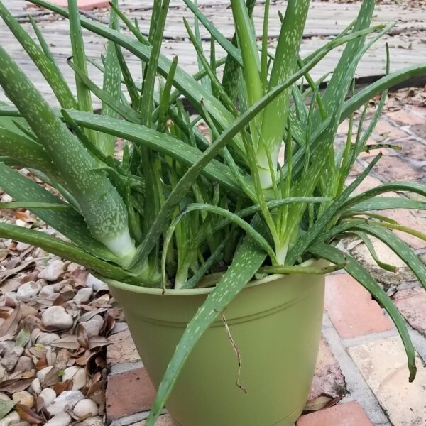 AFTER THE SHOW PODCAST: All Natural.