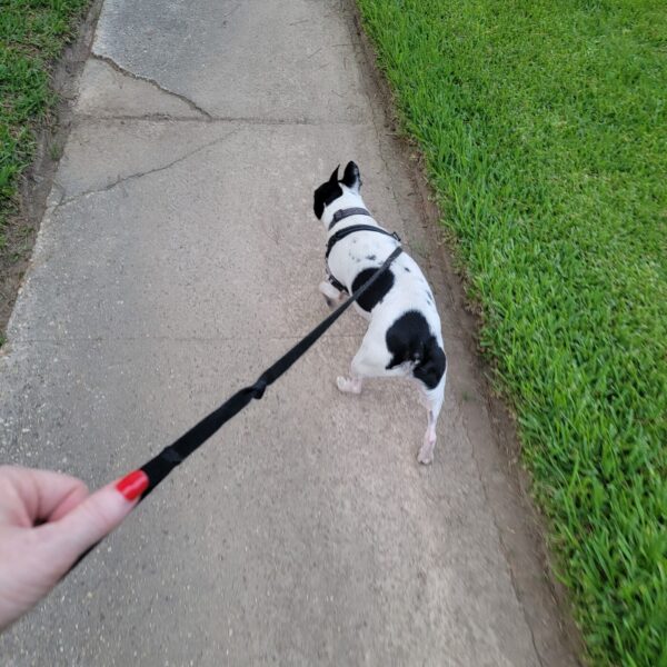 AFTER THE SHOW PODCAST: Trouble With Champ.